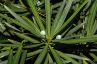 Podocarpus