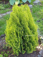 Berckman's Golden Arborvitae