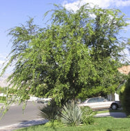 Chinese Elm (Field Grown)