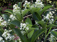 Sweet Viburnum