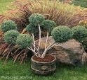 Hetzii Glauca  Juniper 'PomPom topiary'