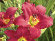 Pardon Me Daylily