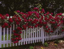 Blaze Climbing Rose