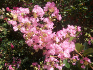 Delta Blush Crape Myrtle