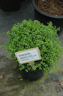 Soft Touch Japanese Holly