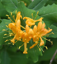 Honeysuckle (Yellow)