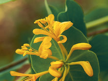 Honeysuckle (Yellow)