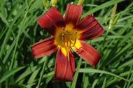 Red Magic Daylily