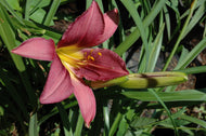 Russian Rhapsody Daylily