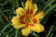 Black Eyed Stella Daylily