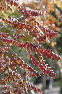 Chinese Pistachio Tree
