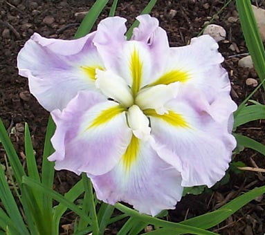 Japanese Pink Frost Iris