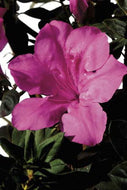 Autumn Sangria Encore Azalea