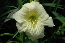 Joan Senior Daylily