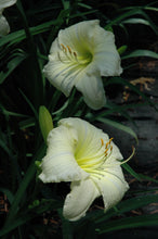 Joan Senior Daylily