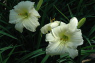 Joan Senior Daylily