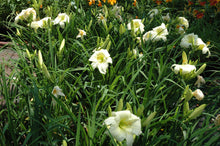 Joan Senior Daylily