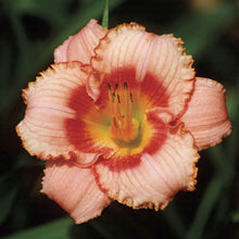 Strawberry Candy Daylily