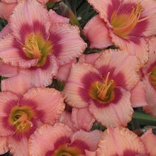 Strawberry Candy Daylily