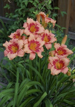 Strawberry Candy Daylily