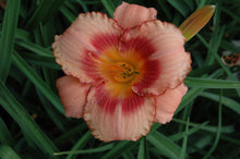 Strawberry Candy Daylily