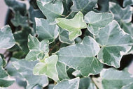 Glacier Variegated English Ivy