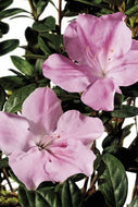 Autumn Sweetheart Encore Azalea