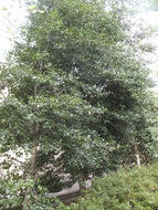 Greenleaf American Holly