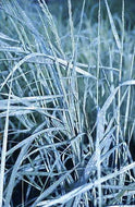 Dewey Blue Bitter Switchgrass