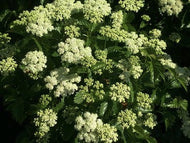 Blue Muffin Viburnum