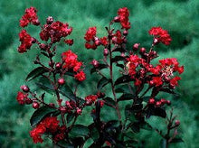 Cedar Lane Red Crape Myrtle
