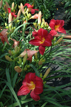 Seeing Red Daylily