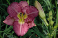 Entrapment Daylily