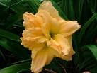 Fanciful Finery Daylily