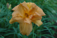 Double Melody Daylily