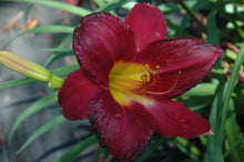 Vintage Bordeaux Daylily