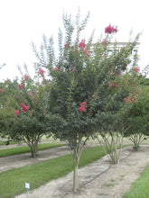 Country Red Crape Myrtle