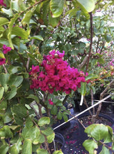 Country Red Crape Myrtle