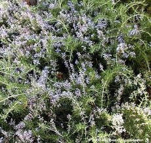 Prostrate 'Creeping' Rosemary
