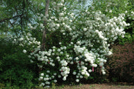 Chinese Snowball Viburnum