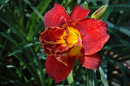 Highland Lord Daylily