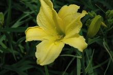 Mrs. B.F. Bonner Daylily