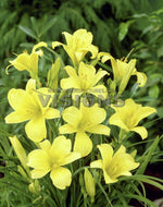 Mrs. B.F. Bonner Daylily