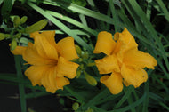 Prester John Daylily