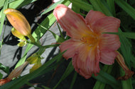 Strawberry Swirl Daylily