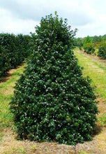 Festive Holly