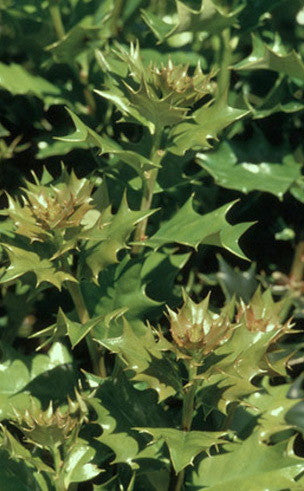 Festive Holly – Toms Creek Farm & Nursery