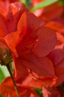 Autumn Bravo Encore Azalea