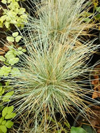 Elijah's Blue Fescue