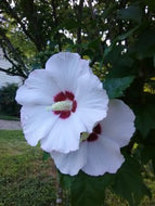 Althea Red Heart Rose of Sharon